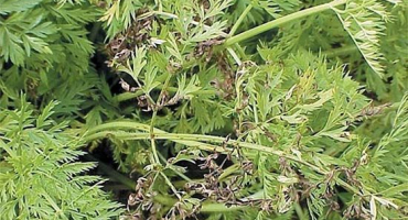 Možné důvody, proč mrkev na zahradě žloutne a co dělat v tomto případě